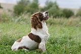 SPRINGER SPANIEL 090